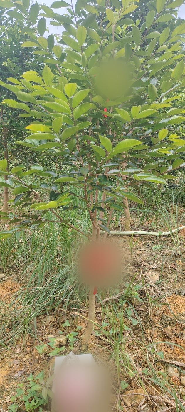 Blessing tree with name tag
