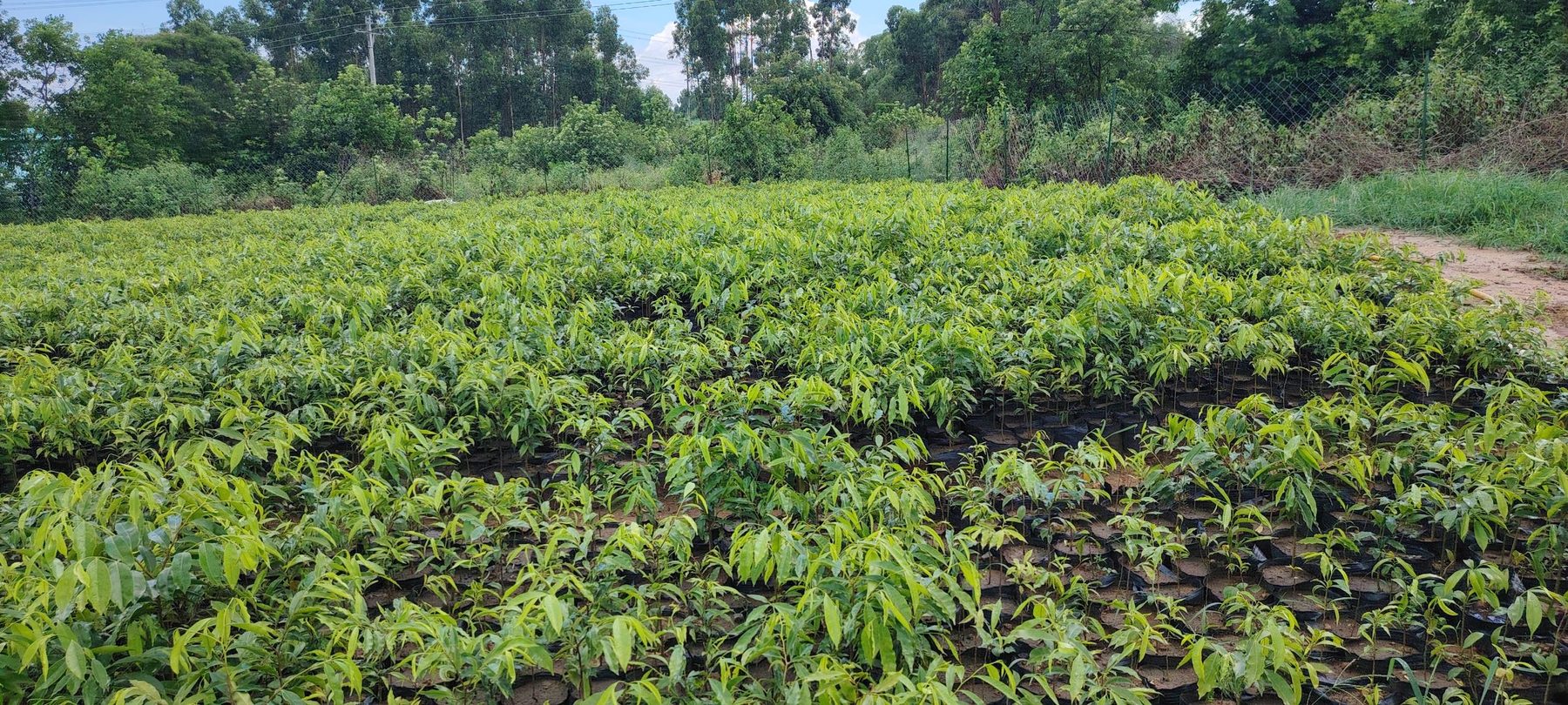 Tea terraces