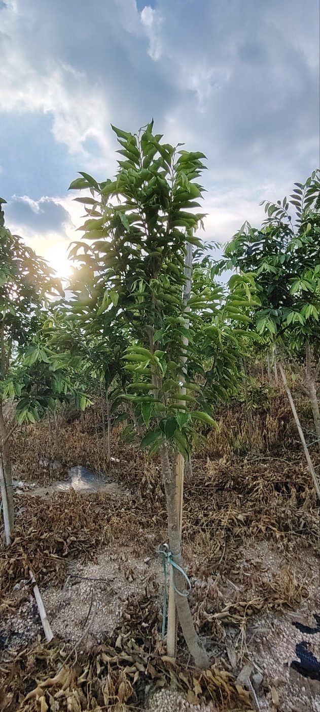 Young agarwood tree
